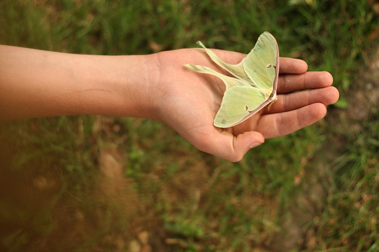 green-moth-2-1392587-1279x852